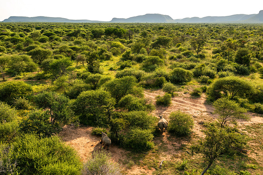 Rhino Collaring Operation in Marataba Conservation Camp, Marakele National Park, South Africa, Africa