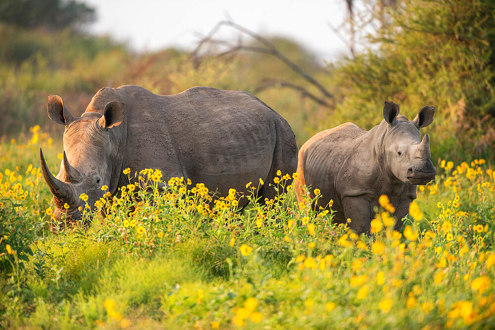 Young White Rhino with mother, Marataba, Marakele National Park, South Africa, Africa