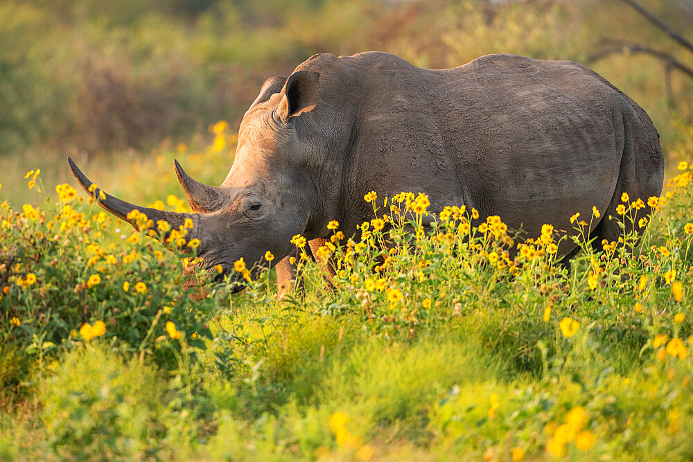 Young White Rhino with mother, Marataba, Marakele National Park, South Africa, Africa