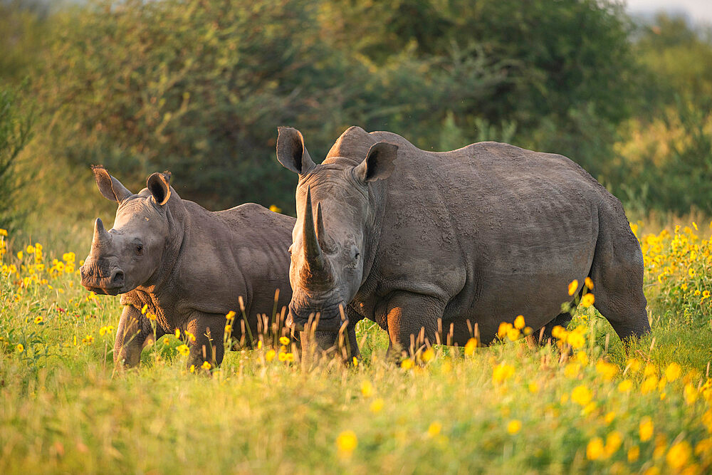 Young White Rhino with mother, Marataba, Marakele National Park, South Africa, Africa