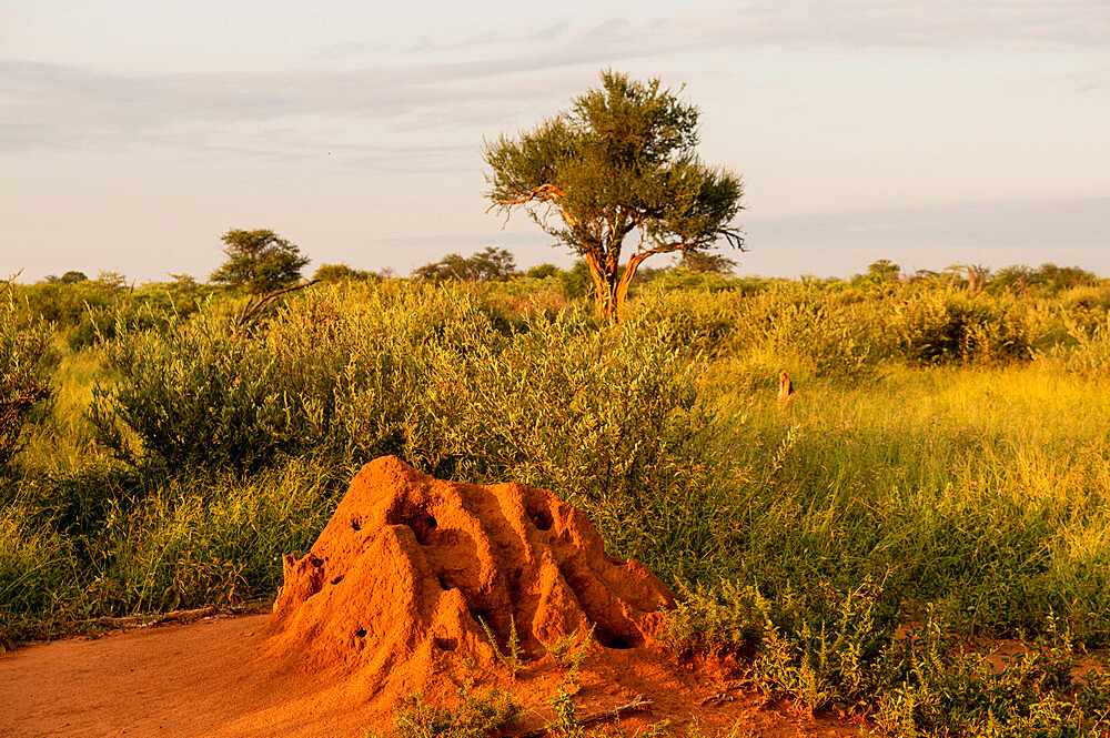 Termite Mound, Marataba, Marakele National Park, South Africa, Africa