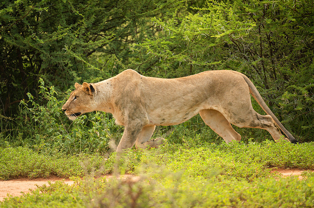 Lioness, Marataba, Marakele National Park, South Africa, Africa