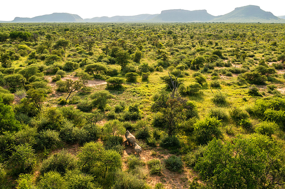 Rhino Collaring Operation in Marataba Conservation Camp, Marakele National Park, South Africa, Africa