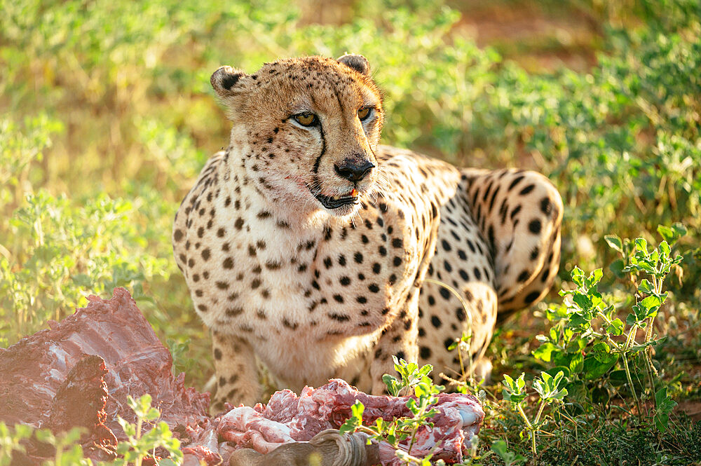 Cheetah eating Wildebeest carcass, Marataba, Marakele National Park, South Africa, Africa