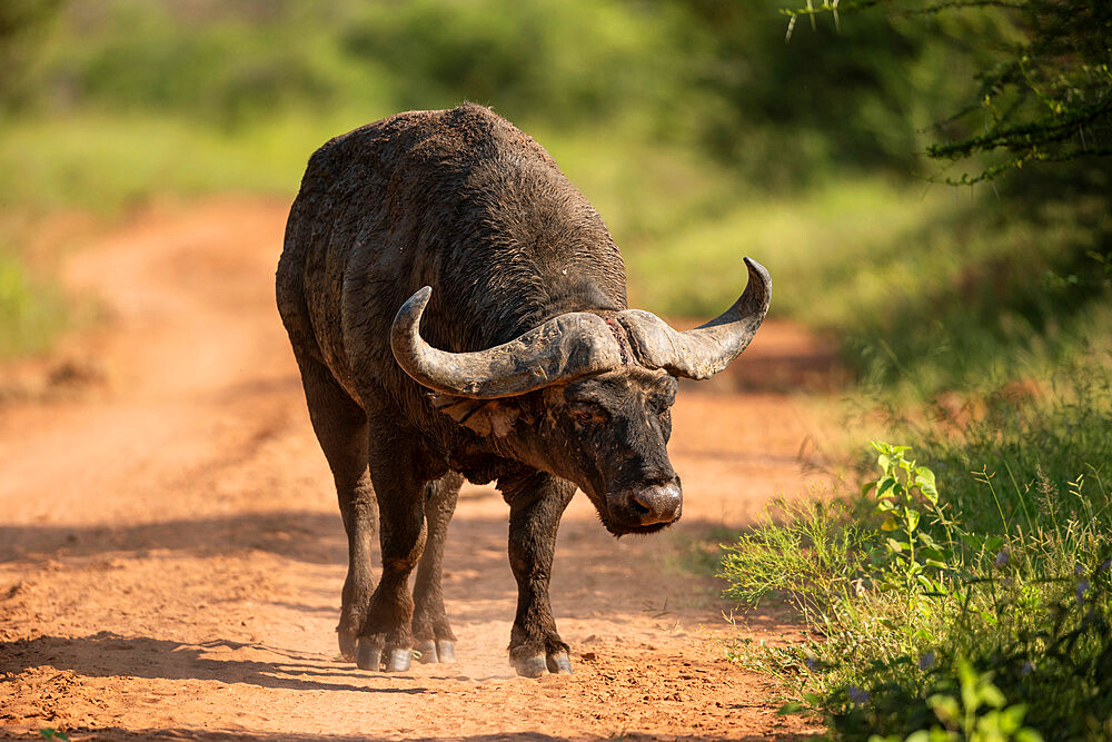 Cape Buffalo, Marataba, Marakele National Park, South Africa, Africa