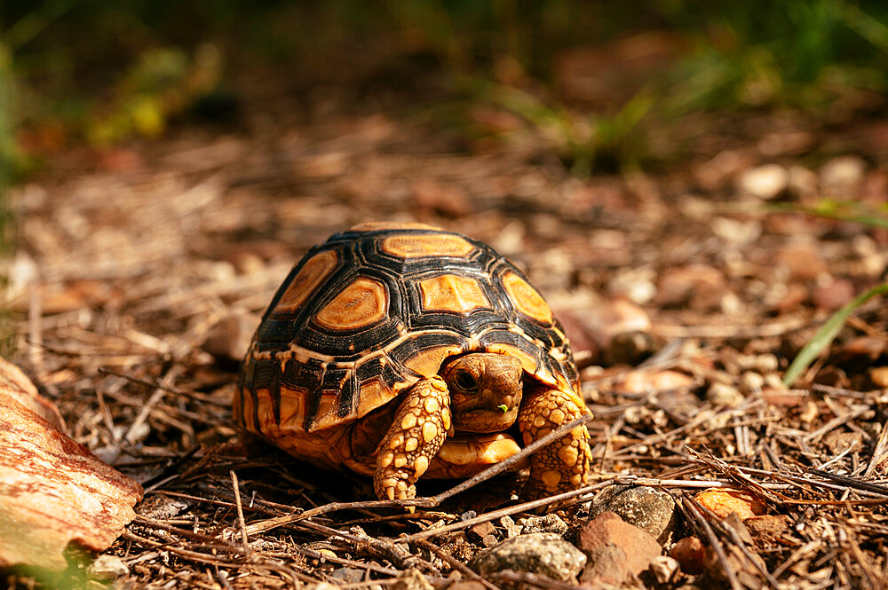 Leopard Tortoise, Makuleke Contractual Park, Kruger National Park, South Africa, Africa