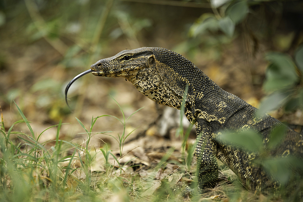 Monitor Lizard, Tanjung Rhu, Pulau Langkawi, Kedah, Malaysia, Southeast Asia, Asia