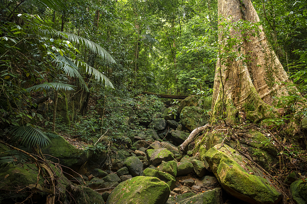 Rainforest, Santubong, Sarawak, Borneo, Malaysia, Southeast Asia, Asia