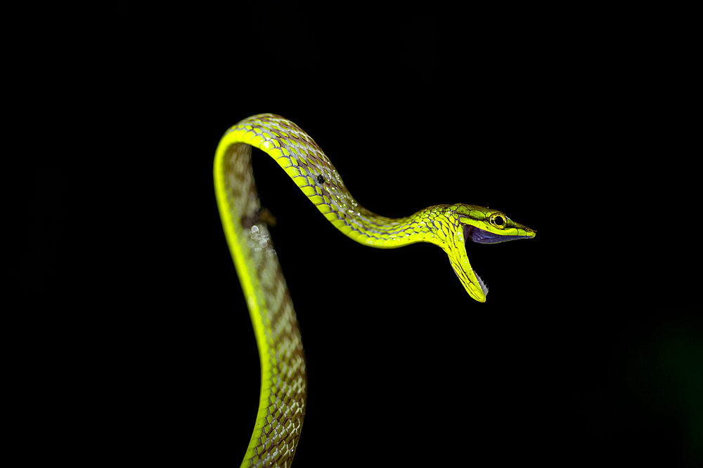 Vine Snake, Mashpi Lodge, Reserva Mashpi Amagusa, Pichincha, Ecuador, South America