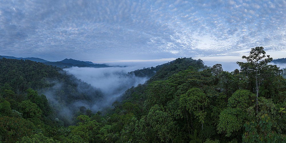 Aerial view of The Cloudforest, Mashpi, Reserva Mashpi Amagusa, Pichincha, Ecuador, South America