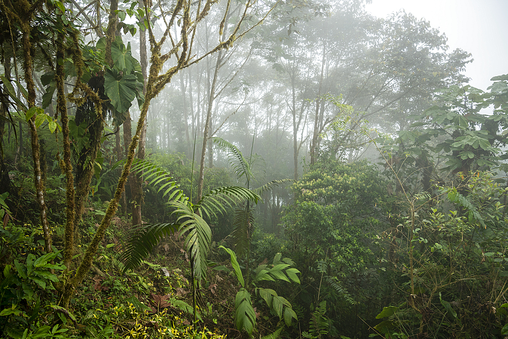 The Cloudforest, Mashpi Lodge, Reserva Mashpi Amagusa, Pichincha, Ecuador, South America