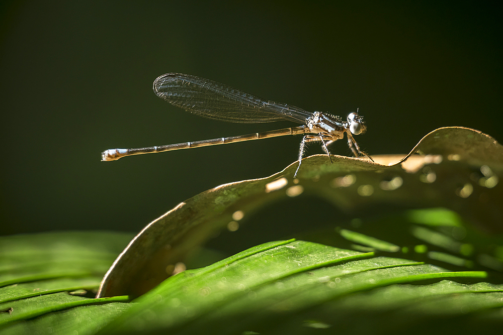 Dragonfly, Sarapiquí, Costa Rica, Central America