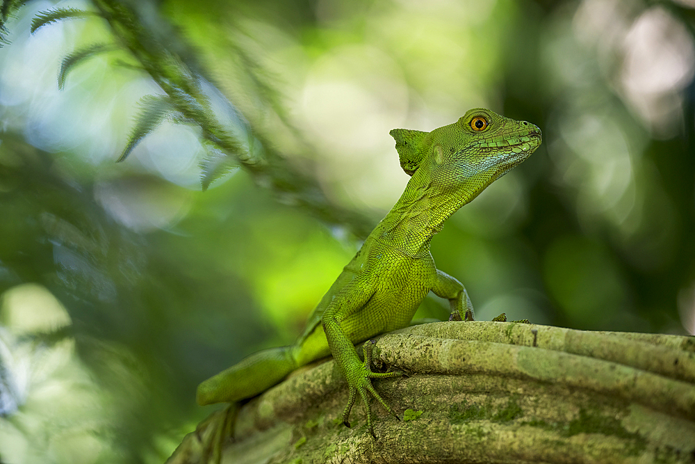 Jesus Christ Lizard (Common Basilisk), Sarapiqui, Costa Rica, Central America