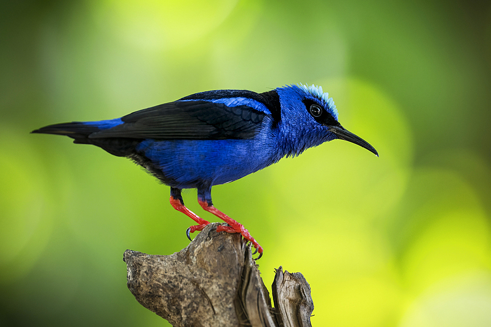 Red leg honey creeper (Cyanerpes cyaneus), Sarapiqui, Costa Rica, Central America