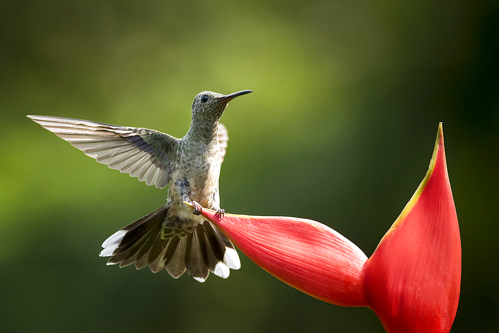 Scaly-breasted Hummingbird, Lowland rainforest, Sarapiqui, Costa Rica, Central America