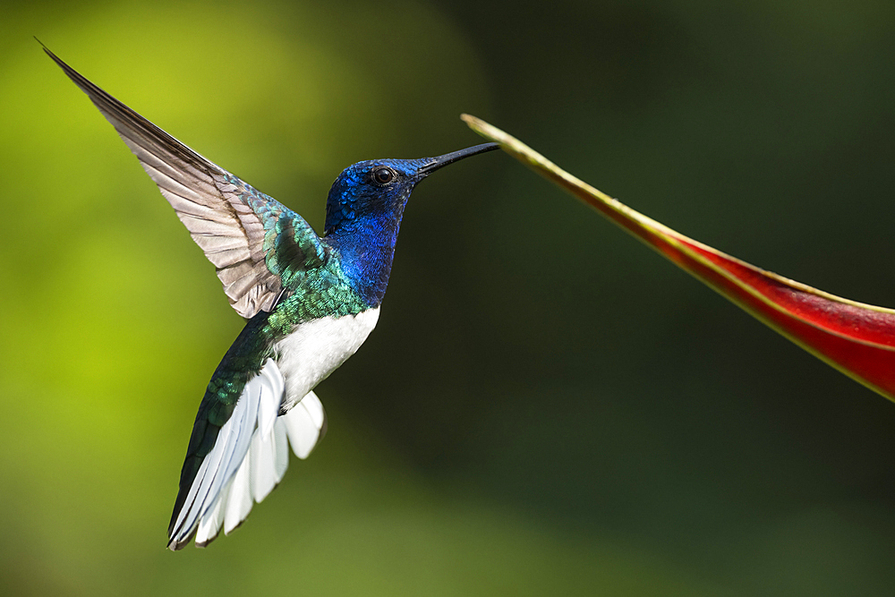 White-necked Jacobin Male Hummingbird, Lowland rainforest, Sarapiqui, Costa Rica, Central America