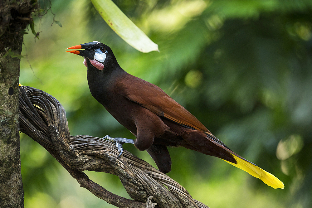 Chestnut headed Oropendola (Psarocolius wagleri), Sarapiqui, Costa Rica, Central America