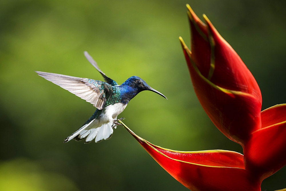 White-necked Jacobin Male Hummingbird, Lowland rainforest, Sarapiqui, Costa Rica, Central America