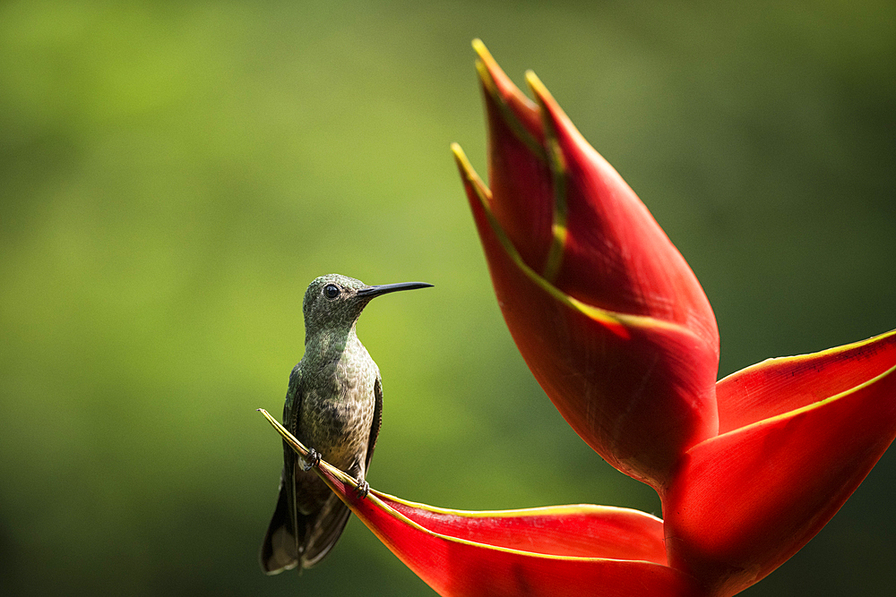 Scaly-breasted Hummingbird, Lowland rainforest, Sarapiqui, Costa Rica, Central America