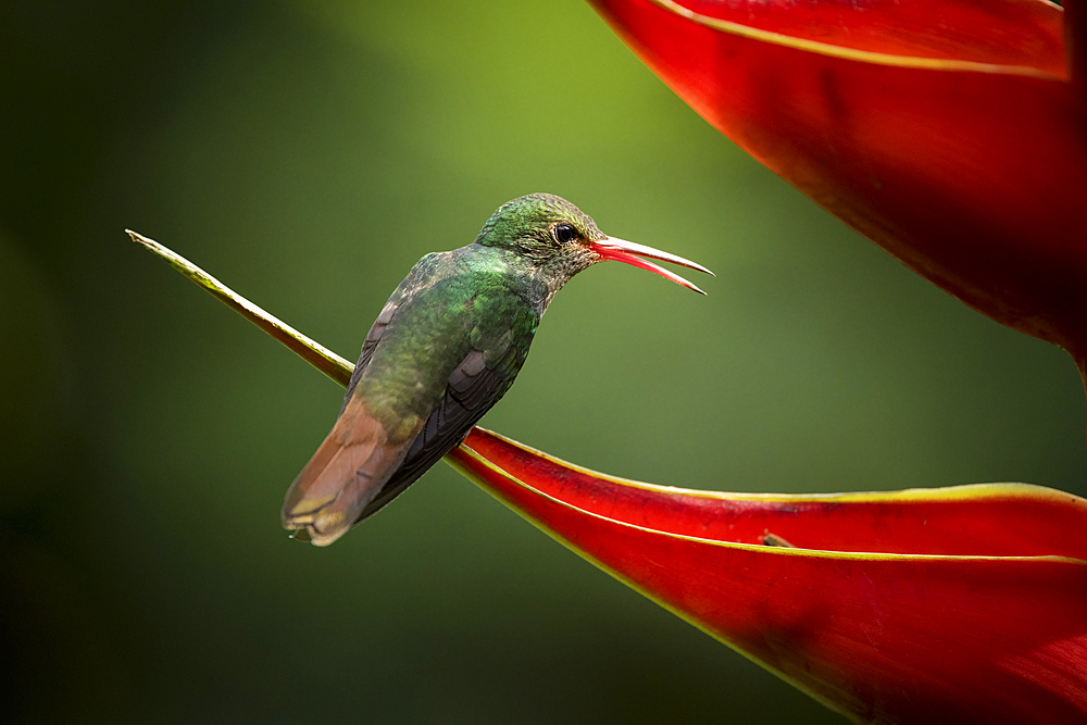 Rufous-tailed Hummingbird, Lowland rainforest, Sarapiqui, Costa Rica, Central America