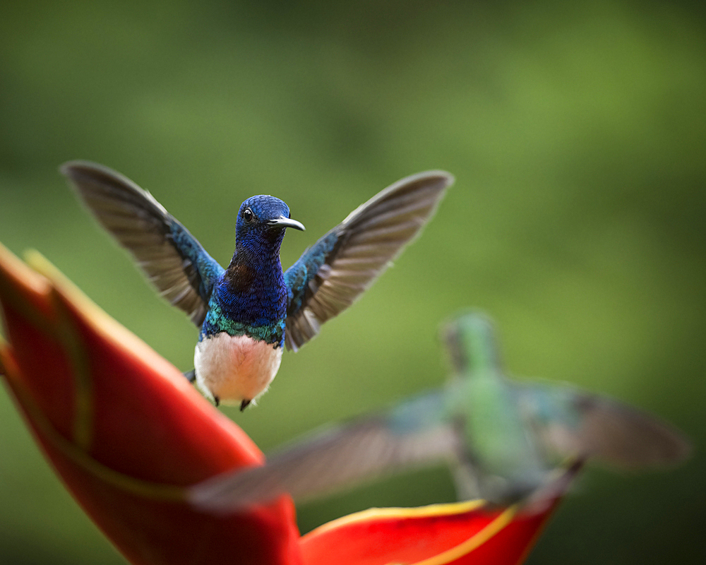 White-necked Jacobin Male Hummingbird, Lowland rainforest, Sarapiqui, Costa Rica, Central America