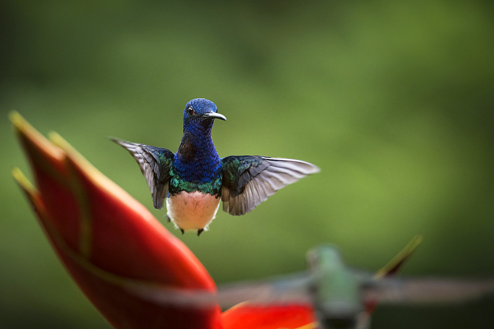 White-necked Jacobin Male Hummingbird, Lowland rainforest, Sarapiqui, Costa Rica, Central America