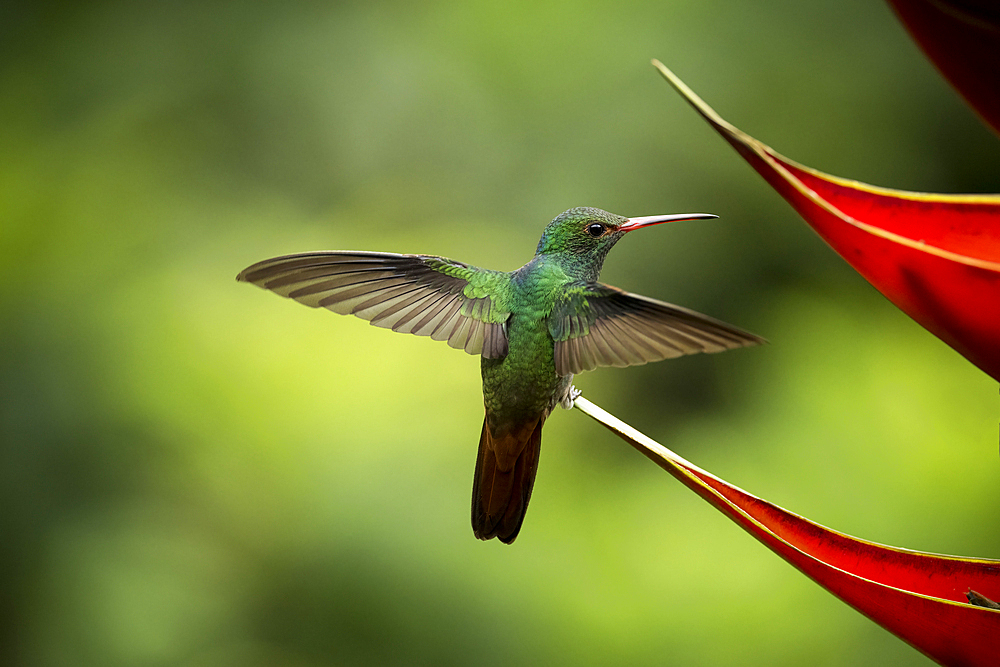 White-necked Jacobin female Hummingbird, Lowland rainforest, Sarapiqui, Costa Rica, Central America