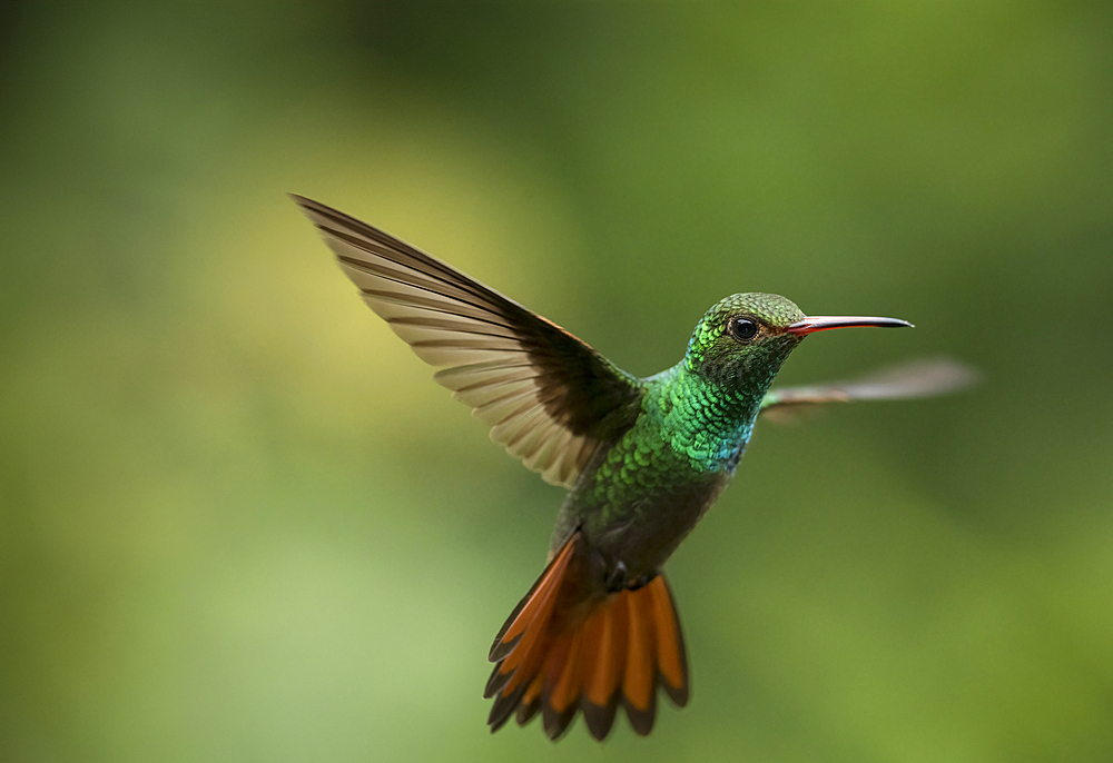 Rufous-tailed Hummingbird, Lowland rainforest, Sarapiqui, Costa Rica, Central America