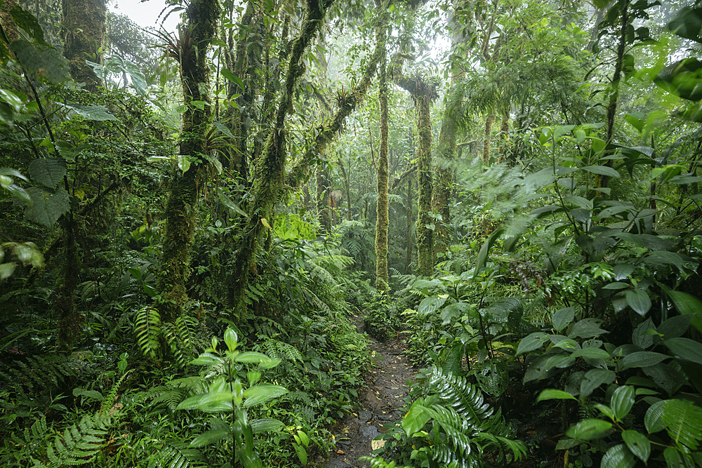 Santa Elena Cloud Forest Reserve, UNESCO World Heritage Site, Guanacaste Province, Costa Rica, Central America