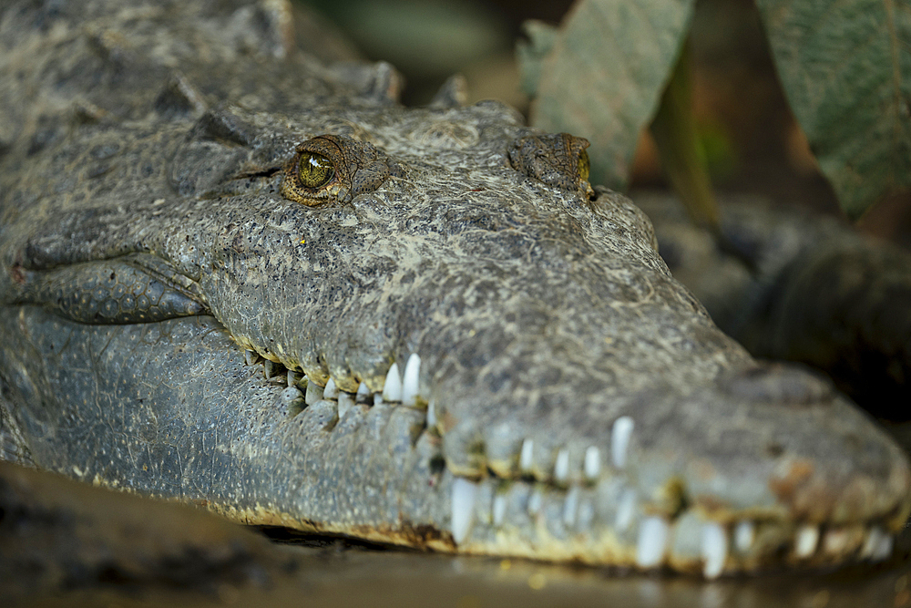 American Crocodile (Crocodylus acutus), Tarcoles River, Garabito, Puntarenas Province, Costa Rica, Central America