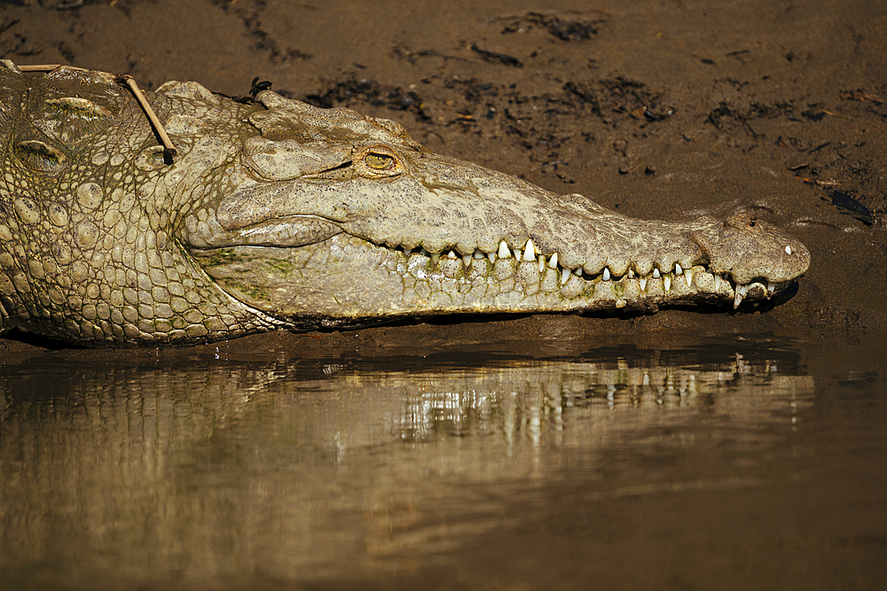 American Crocodile (Crocodylus acutus), Tarcoles River, Garabito, Puntarenas Province, Costa Rica, Central America