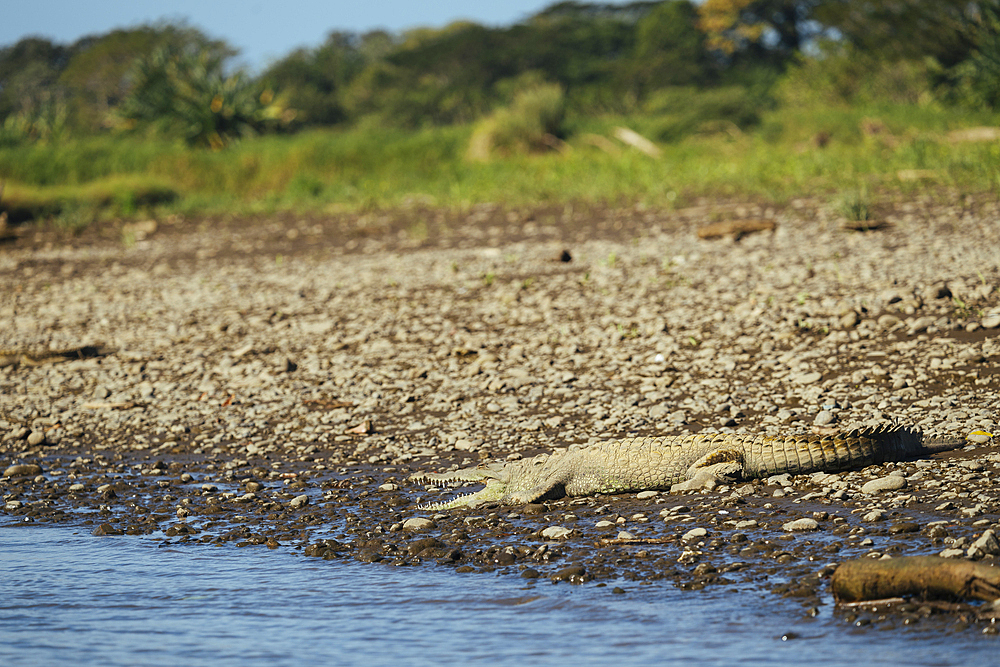 American Crocodile (Crocodylus acutus), Tarcoles River, Garabito, Puntarenas Province, Costa Rica, Central America