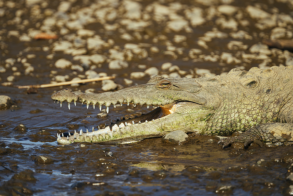 American Crocodile (Crocodylus acutus), Tarcoles River, Garabito, Puntarenas Province, Costa Rica, Central America