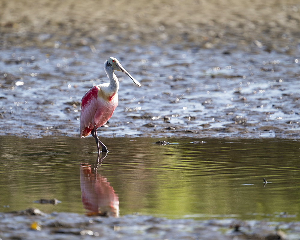 Roseate Spoonbill (Platalea ajaja), Tarcoles River, Garabito, Puntarenas Province, Costa Rica, Central America