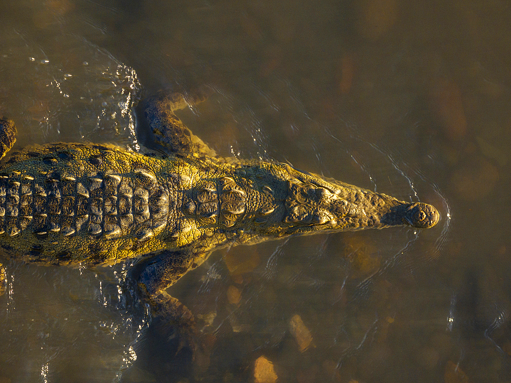 Crocodile, Tarcoles River, Garabito, Puntarenas Province, Costa Rica, Central America