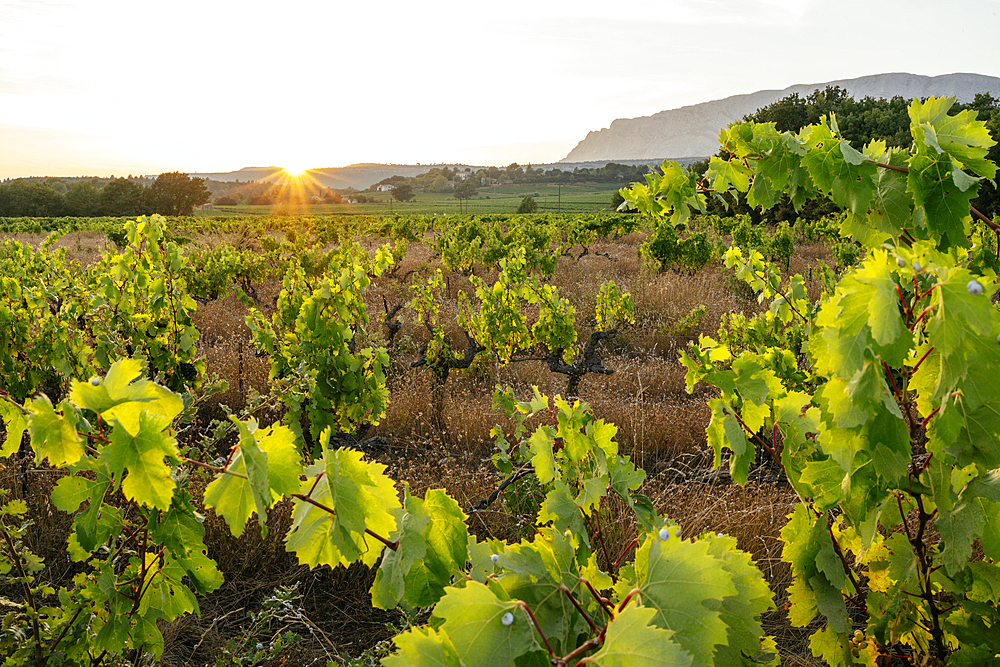 Vineyards near Puyloubier, Bouches du Rhone, Provence Alpes Cote d'Azur, France, Europe