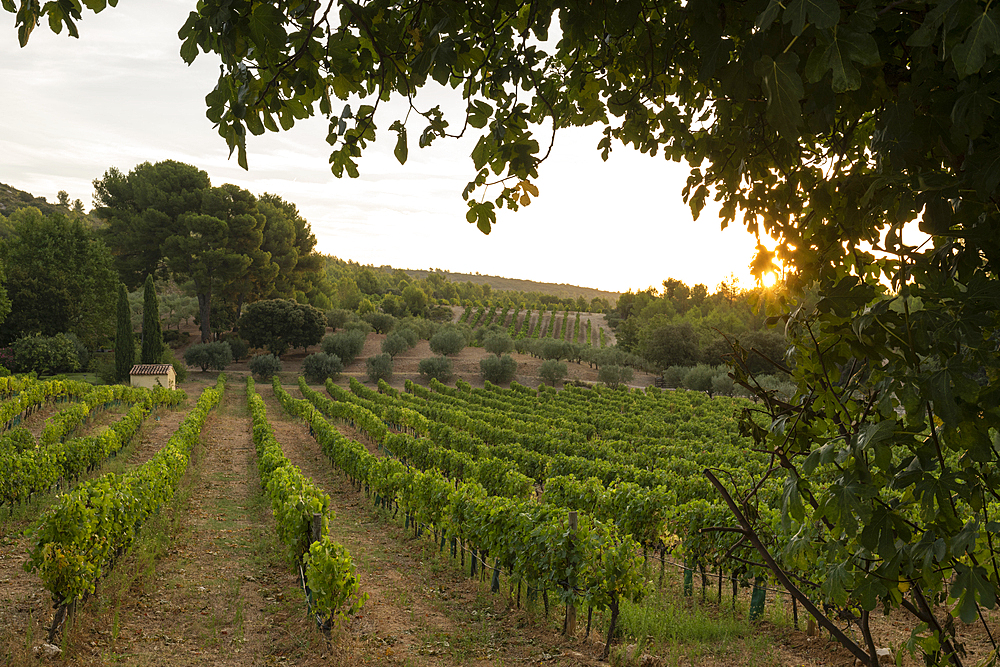 Vineyards near Puyloubier, Provence, France