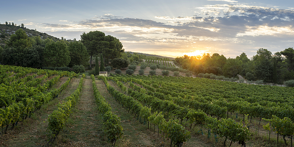 Vineyards at dawn, Puyloubier, Provence Alpes Cote d'Azur, Bouches du Rhone, France