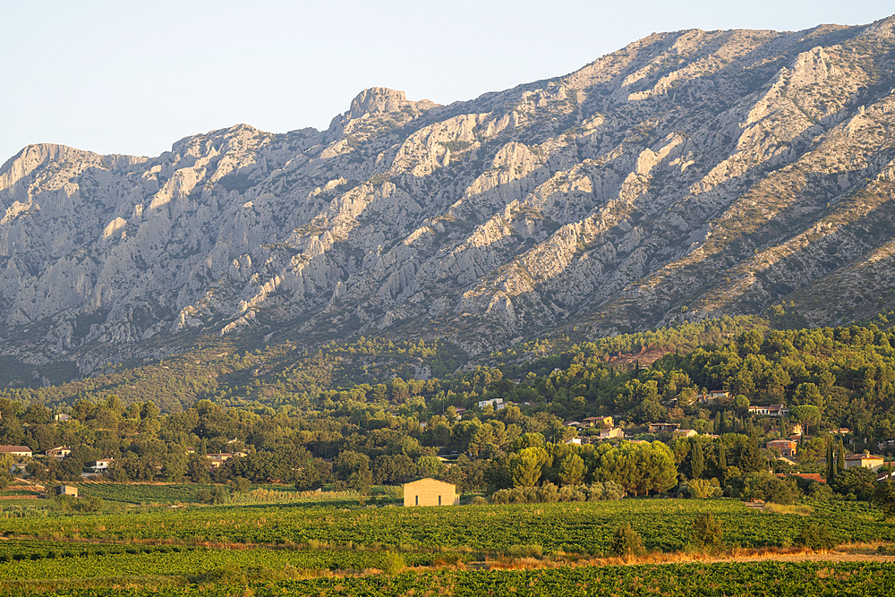 Vineyards at dawn, Puyloubier, Provence Alpes Cote d'Azur, Bouches du Rhone, France