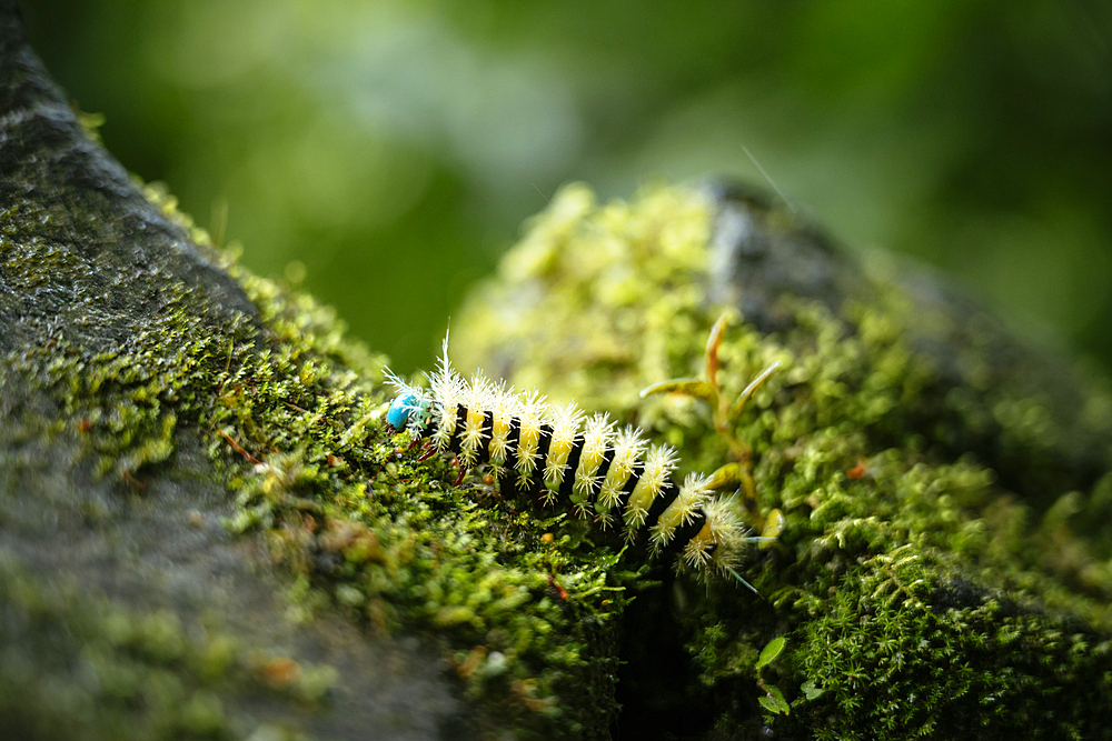 Caterpillar on rock near Diablo Waterfalls (Pailon del Diablo), Tungurahua Province, Ecuador