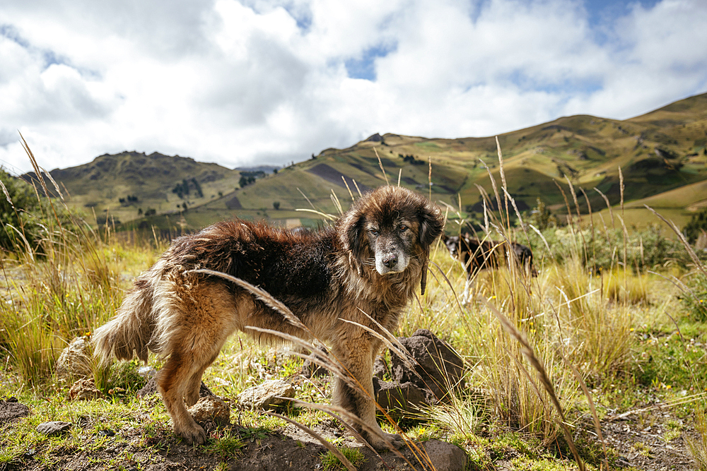 Dog, Zumbahua, Cotopaxi Province, Ecuador