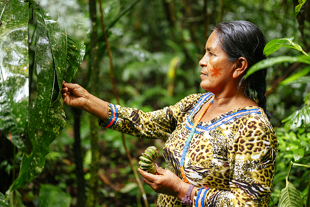 Sinchi Warmi, Amazonia, Napo Province, Ecuador