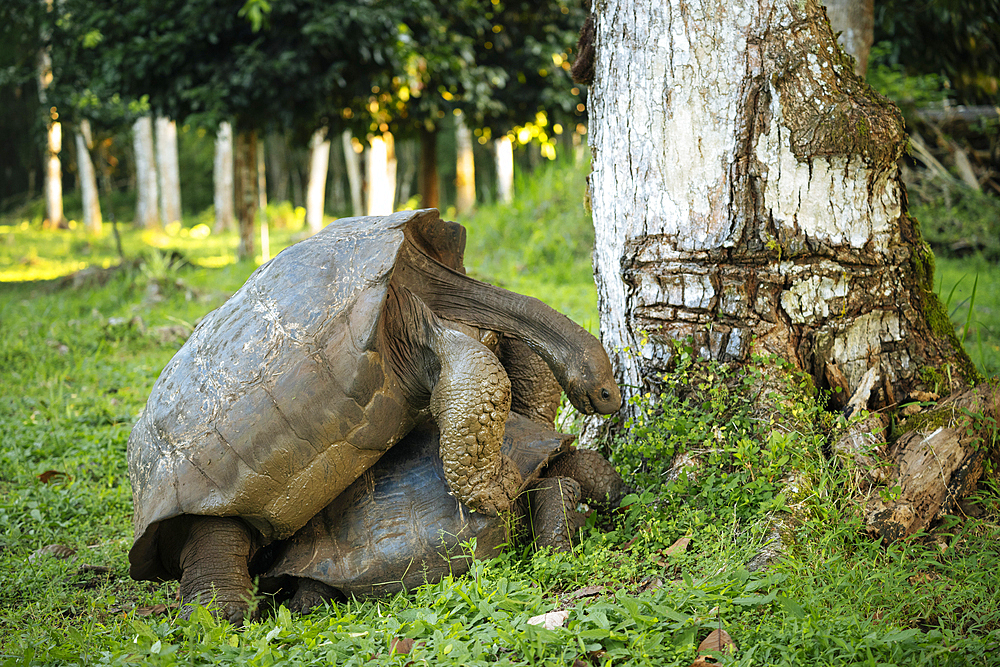 Galapagos Giant Tortoise, Santa Cruz Island, Galapagos Islands, Ecuador