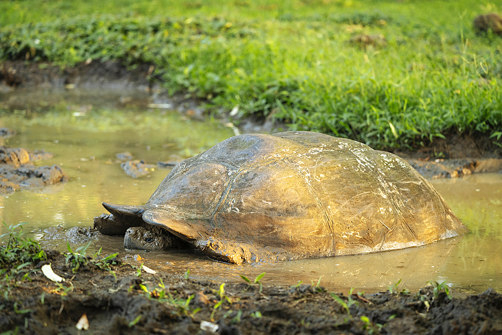 Galapagos Giant Tortoise, Santa Cruz Island, Galapagos Islands, Ecuador