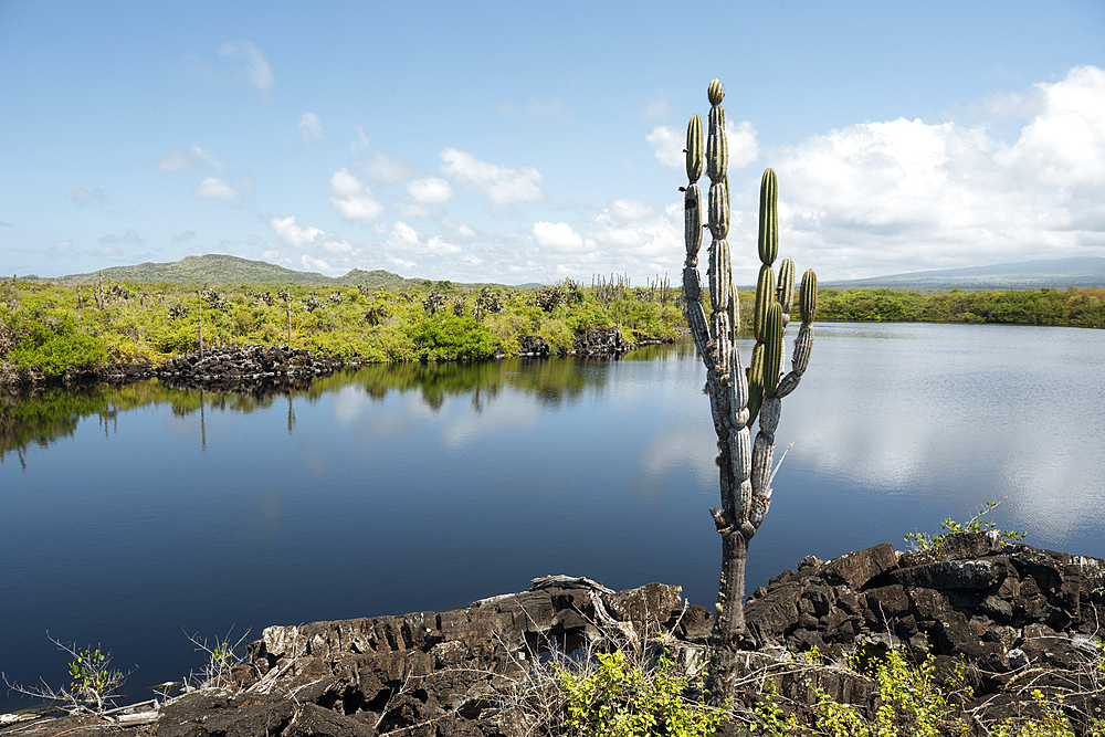 Isla Isabela, Galapagos Islands, Ecuador