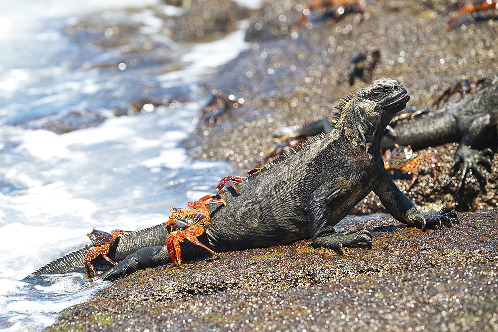 Marine Iguana, Isla Isabela, Galapagos Islands, Ecuador