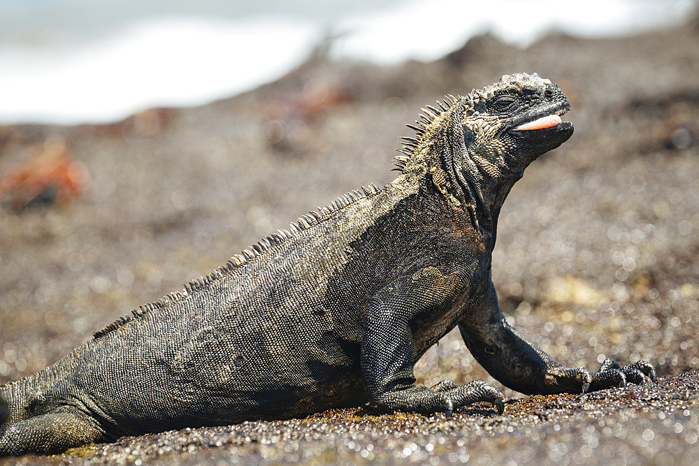 Marine Iguana, Isla Isabela, Galapagos Islands, Ecuador