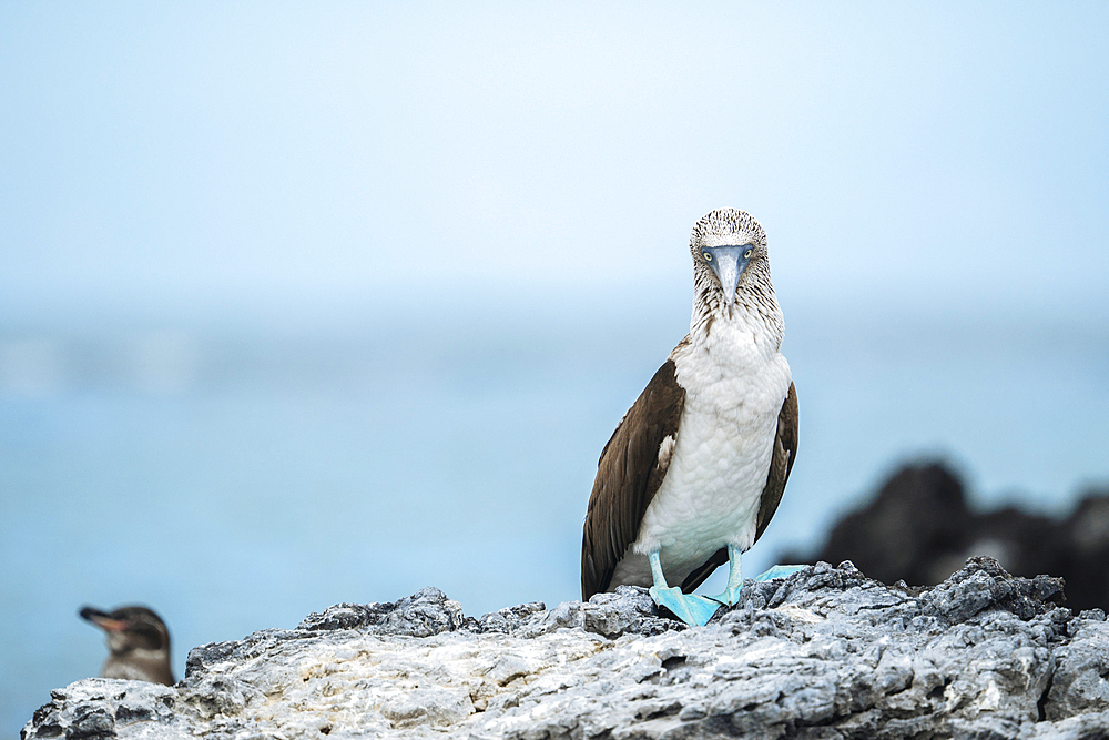 Blue footed Boobie (Sula nebouxii), Isla Isabela, Galapagos Islands, Ecuador