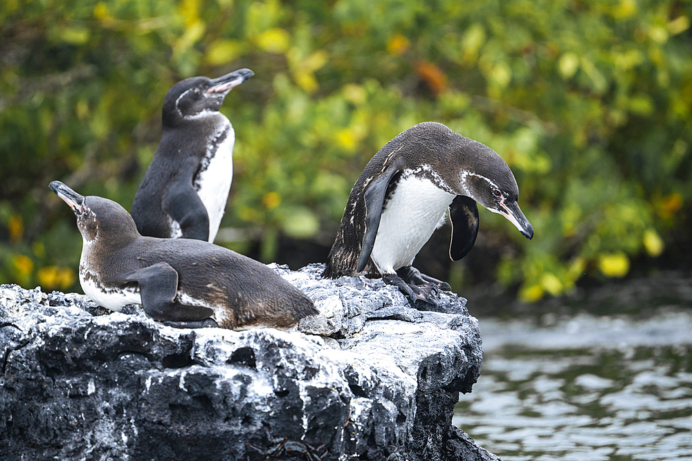 Isla Isabela, Galapagos Islands, Ecuador