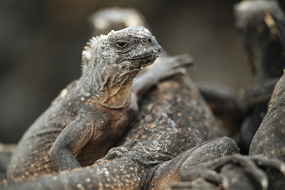 Marine Iguana, Isla Isabela, Galapagos Islands, Ecuador